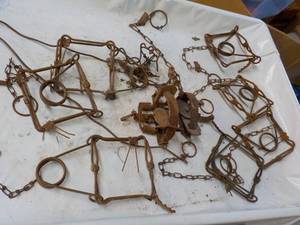 9 Muskratsmall Animal Steel Traps...