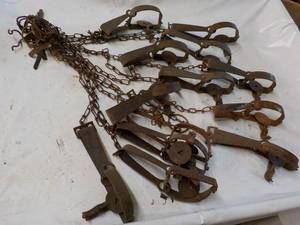 13 Steel Animal Traps...