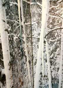 lot 119 image: Birch Tree Motif Four Panel Canvas Screen