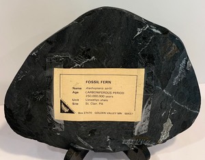 lot 47 image: Vintage Fern Fossil