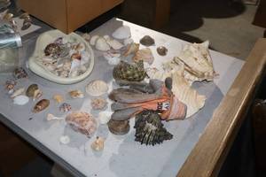 lot 1237 image: Lot of  Assorted Sea Shells