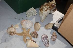 lot 1238 image: Lot of  Assorted Sea Shells