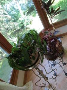 lot 122 image: Trio of live plants in assorted sty...