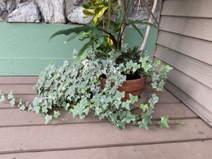 lot 342 image: 5-Foot Indoor Plant