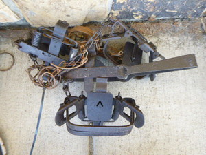 4 Victor Jaw Coil Spring Traps
