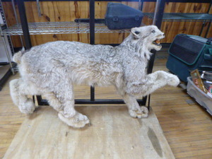 Taxidermy Lynx