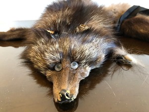 lot 133 image: Nice Quality and Condition Genuine Coyote Pelt #1
