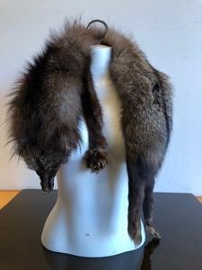 lot 134 image: Nice Quality and Condition Genuine Coyote Pelt #2