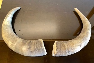 lot 157 image: Set of Genuine Bull or Buffalo Horns