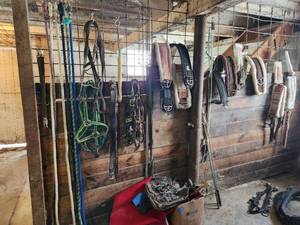 lot 35 image: Equine Supplies - (6) Lead Ropes, (1) Bridle, Assorted Bits, (5) Halters, (9) Cinchers, (3) Buggy Whips, Leg Wraps, Saddle Bag, Box of Brushes and Hoof Tools