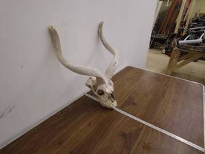 lot 171 image: Long-Horned Animal Skull