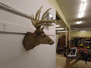 lot 172 image: Mounted Deer Head with Antlers