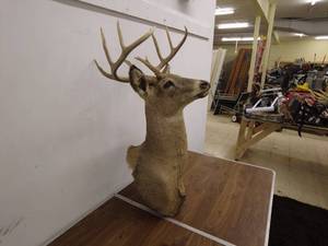 lot 173 image: Whitetail Deer Shoulder Mount Taxidermy