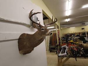 lot 174 image: Mounted Deer Head Taxidermy