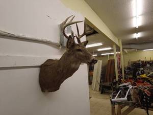 lot 175 image: Taxidermy White-Tailed Deer Mount