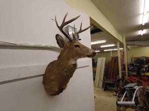 lot 176 image: Mounted Deer Head Taxidermy