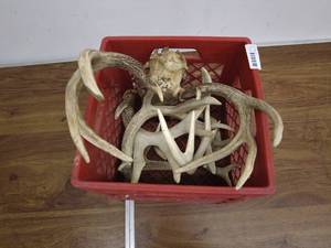 lot 121 image: Lot of Deer Antlers in Red Plastic Basket