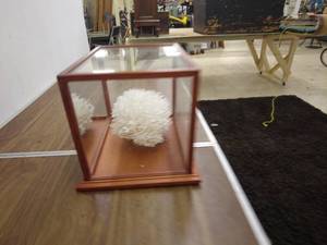 lot 26 image: Decorative White Coral in Wooden Display Box