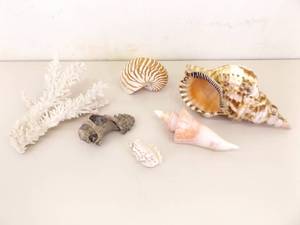 Lot of Larger Collectible Sea Shells, Coral, etc.
