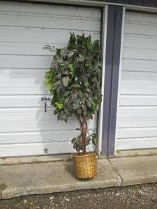 lot 210 image: Beautiful 5 ft Faux ficus tree dec...