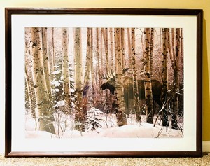 lot 115 image: Walk In The Woods Framed Print by Stephen Lyman