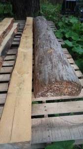 SPRUCE