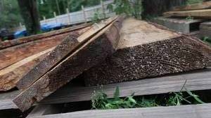 SPRUCE