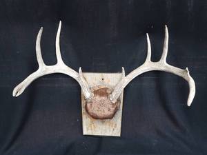 DEER ANTLER MOUNT