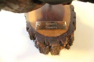 lot 80 image: Unique Natures Tenacity Wood and Metal Sculpture