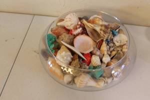 lot 177 image: Collection of Sea Shells and Decorative Items