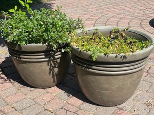 lot 92 image: Two Large Outdoor Plants (lot 2 of 2)