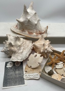 lot 121 image: Lot of Seashells, Conch Shells, Real Starfish and Sand Dollars