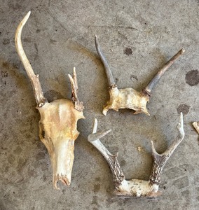 lot 444 image: Antler Grouping