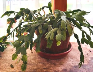 lot 85 image: Beautiful Live Plants Including Christmas Cactus and Two Peperomia