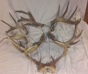 lot 687A image: Deer Sheds (7).