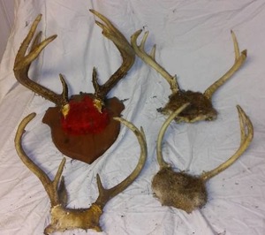 lot 688A image: Deer Antlers (4).
