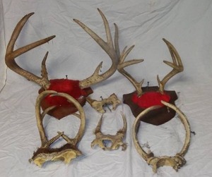 lot 686A image: Deer Antlers (6).