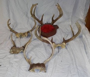 lot 943 image: Deer Antlers (5).