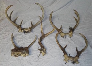 lot 944 image: Deer Antlers (5).