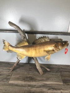 lot 205 image: Walleye Mount on a Piece of Drift Wood with a Ace Hardware Daredevil Hanging in its Mouth