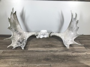 lot 218 image: Weathered Moose Horns with Metal Tag Attached