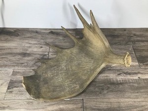 lot 222 image: Moose Antler