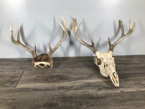 lot 224 image: 2 - 8 Point Deer Racks