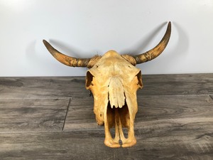 lot 404 image: Bull Skull