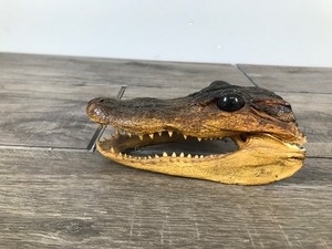 lot 429 image: Taxidermy Alligator Head