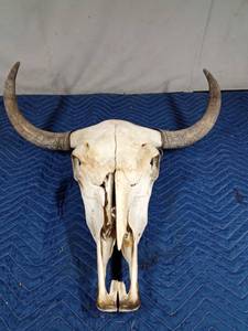 lot 121 image: Yak skull