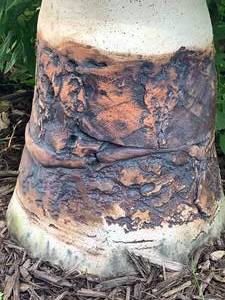 lot 72 image: One of a kind art pottery Bird Bath by Bob Fritz