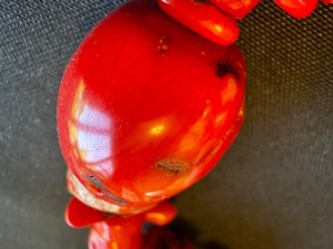 lot 30 image: Coral Beaded Necklace
