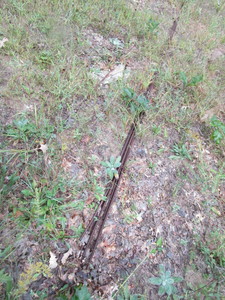 lot 69 image: Rerod