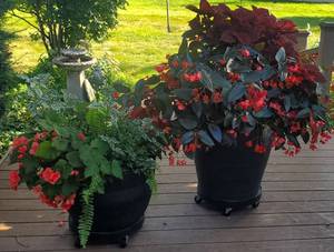 lot 70 image: Two Large Planters on Rolling Bases with Begonias